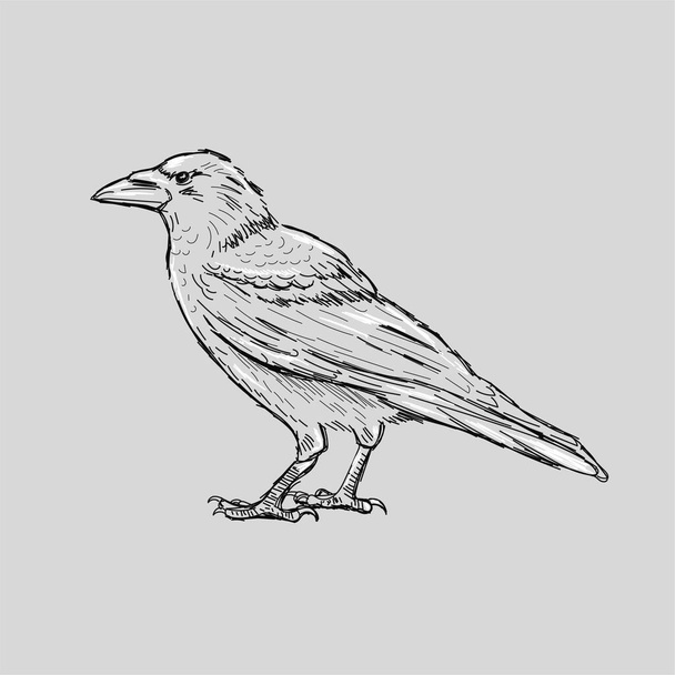 Schizzo del tatuaggio del corvo disegnato a mano. Profilo solido nero con depressioni bianche. Incisione. - Vettoriali, immagini