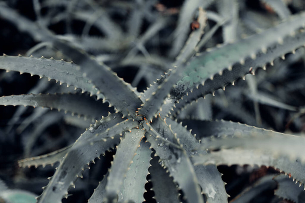 aloe vera plant with rain drops - Фото, зображення