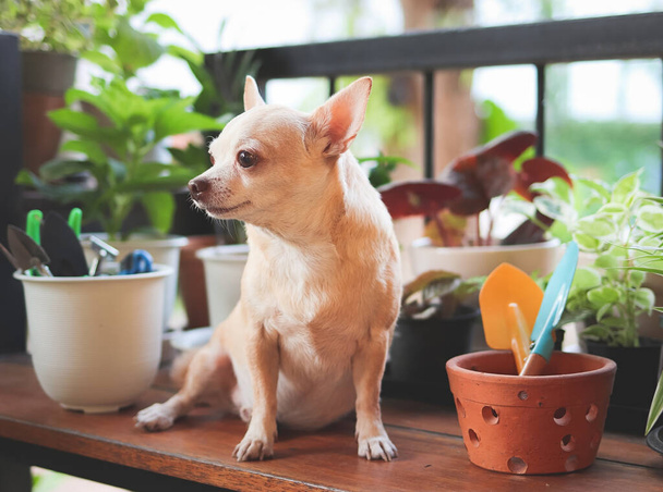 Portret van bruin kort haar Chihuahua hond zittend op houten tafel met kamerplanten in plantenpotten en tuingereedschap in de ochtendzon, wegkijkend. - Foto, afbeelding