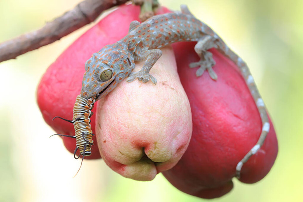 Genç bir tokay gecko pembe bir elma meyvesi üzerinde tırtıl yiyor. Bu sürüngenin bilimsel adı Gekko gecko. - Fotoğraf, Görsel