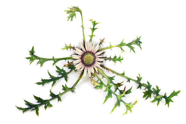 Белый серебряный цветок и листья Carlina acaulis (бесстебельный карликовый чертополох, карликовый чертополох, серебряный чертополох) на белом фоне. Вид сверху, плоский - Фото, изображение