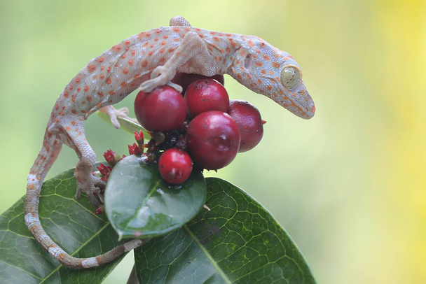 Genç bir tokay gecko günlük aktivitelerine başlamadan önce Çin ixora meyvesiyle güneşleniyor. Bu sürüngenin bilimsel adı Gekko gecko. - Fotoğraf, Görsel