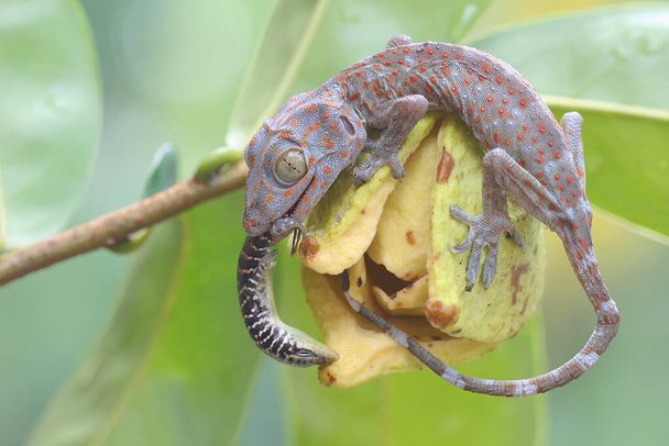 Ein junger Tokay-Gecko isst ein Olivenbaumskink auf einer Sauerampferblume. Dieses Reptil trägt den wissenschaftlichen Namen Gekko Gecko. - Foto, Bild