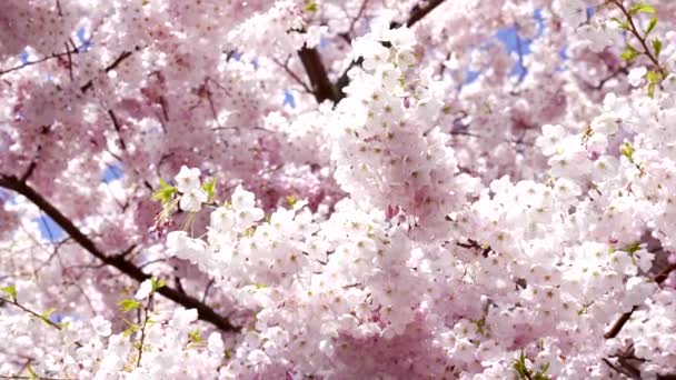 Japon kiraz ağacının çiçeklerine yakın çekim, yavaş çekim, çiçek - Video, Çekim