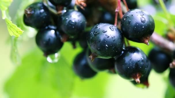Zwarte bessen in dauw druppels op een struik in de zomertuin. - Video