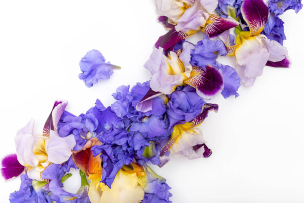 Schöne Irisblüten auf weißem Hintergrund. Sommer florale Komposition. Naturkonzept. Thema Liebe und Romantik. Ansicht von oben. Flache Lage - Foto, Bild