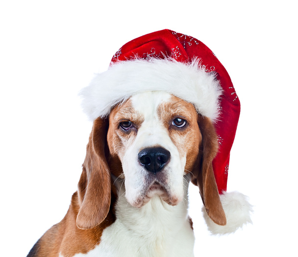  Noel Baba şapkası beyaz izole Beagle - Fotoğraf, Görsel