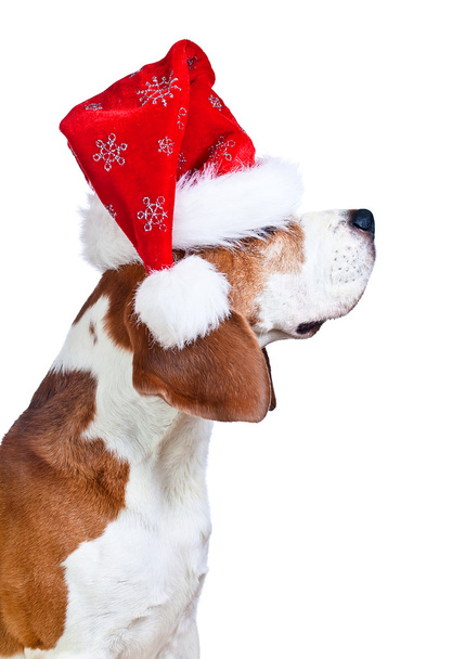  beagle in Santa hat isolated on white - Foto, Bild
