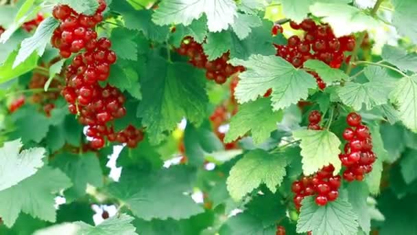 Red currant berries in dew drops on a bush in the summer garden. - Footage, Video