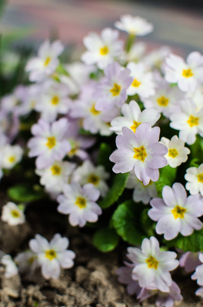 Pequeñas flores frágiles de onagra florecen en un soleado día de primavera
 - Foto, Imagen