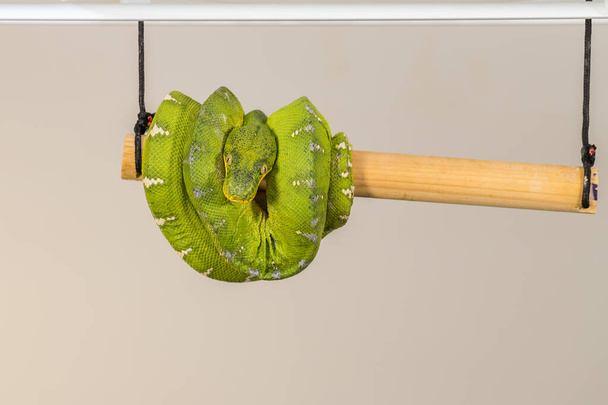 Corallus caninus -緑のヘビはボールにコイル状. - 写真・画像