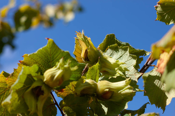 Ripe hazelnuts on branch in farm garden. Organic eco hazel tree. Growing nuts on home backyard. Dietary fiber protein vitamin source for weight loss diet. Gardening local healthy food snack eating. - Photo, Image