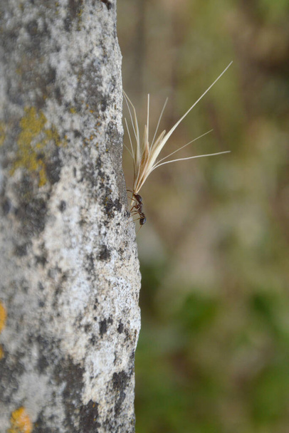 Küçük karınca bir kayanın üzerinde yürüyor ve büyük bir gücün sembolü olarak çok büyük bir tahıl taşıyor. - Fotoğraf, Görsel