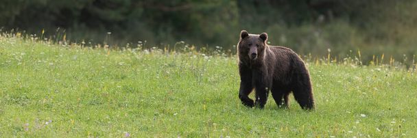 Panoramic view of tranquil brown bear walking on green meadow in summer nature. - Photo, Image