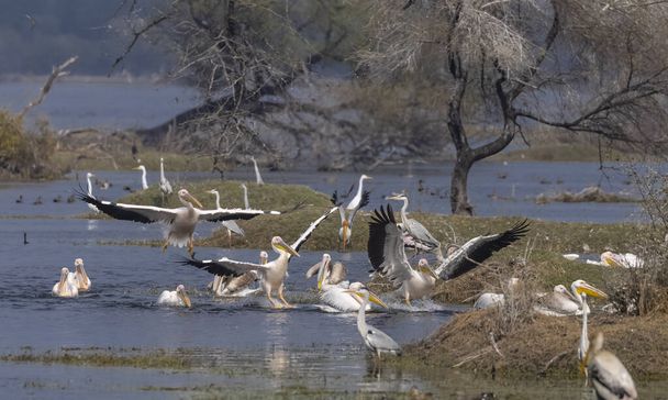 Grandes pelícanos blancos (Pelecanus onocrotalus) o aves pelícanas rosadas en el bosque. Migración pelícano en la India durante la temporada de invierno. - Foto, imagen