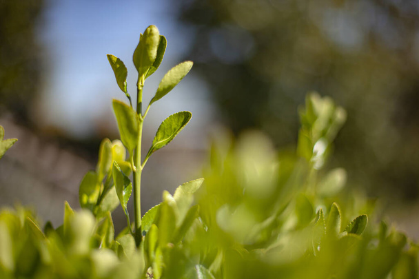 Sprouts of leaves in spring. Image with selective focus - Foto, afbeelding