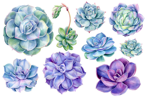Set of blue succulents, watercolor illustration, botanical painting - Foto, afbeelding