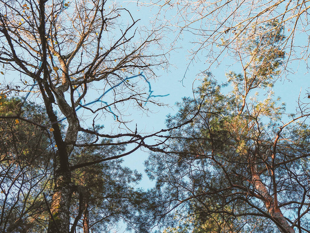 Leafless trees branches on blue sky background - Fotografie, Obrázek
