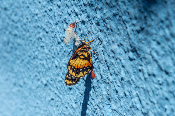 Ein neugeborener Schmetterling neben seinem leeren Kokon auf einer blauen Wand. - Foto, Bild