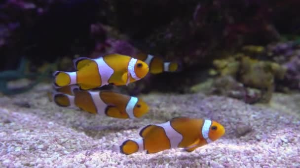 Ocellaris clownfish or Amphiprion ocellaris swimming underwater - 映像、動画