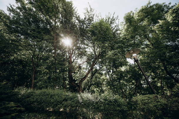 panoráma az erdőről Ukrajnában - Fotó, kép