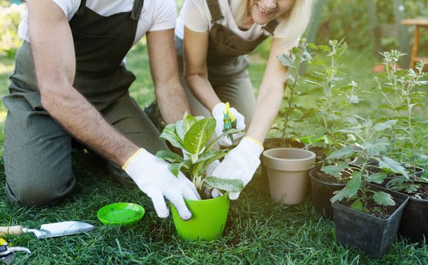 Married gardeners couple planting flowers together, enjoying doing everything together, crop - Foto, Bild