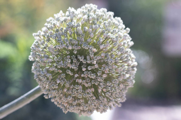 Un primo piano di una fioritura di allium, un tipo di cipolla ornamentale. - Foto, immagini