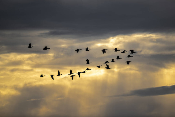 Рейтинг гусей в весеннем небе - Фото, изображение