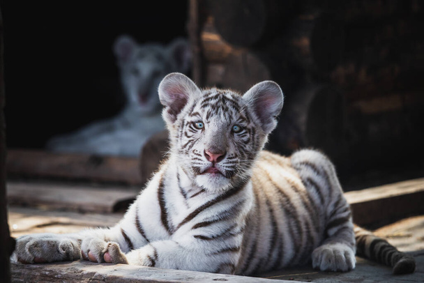 Roztomilé kotě velmi unikátního bílého tygra - Fotografie, Obrázek