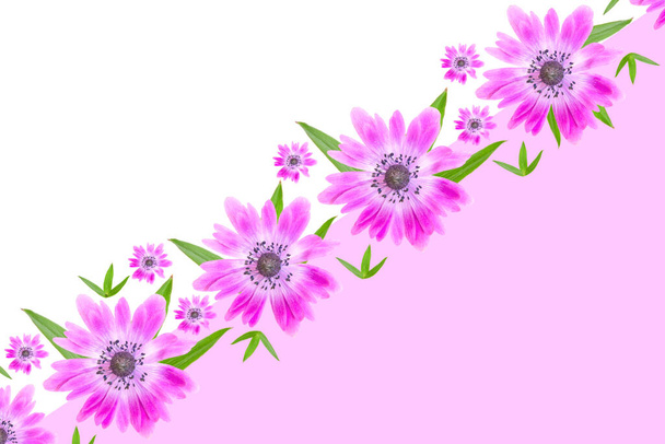 krásné květiny pozadí s růžové sasanky hortensis květiny s listy na bílém růžovém pozadí.krásné tapety na Valentýna nebo svatební pozadí design.    - Fotografie, Obrázek