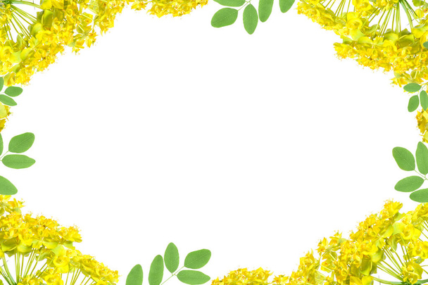 flower frame with yellow flowers Cypress spurge (Euphorbia cyparissias) isolated on white background.free text space.Flat lay, Top view - 写真・画像