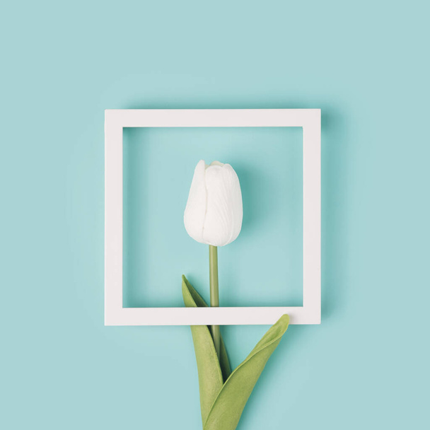 Квадратна рамка на пастельному м'ятному фоні з білим тюльпаном всередині. Весна, літо мінімальна плоска лежала
. - Фото, зображення