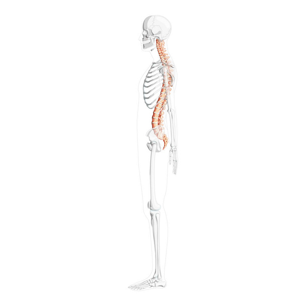 Vista lateral de la columna vertebral humana con posición esquelética parcialmente transparente, médula espinal, columna lumbar torácica  - Vector, imagen
