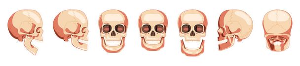 Conjunto de crânios Esqueleto Cabeças humanas frente, trás, vista lateral. Modelo de mandíbulas humanas com boca aberta e fechada. Realista - Vetor, Imagem