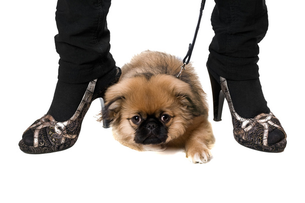 legrační pekingský štěně - Fotografie, Obrázek