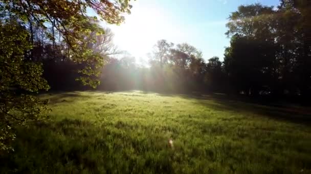 Ο ήλιος λάμπει στο δάσος μέσα από τα δέντρα και τα κλαδιά των δέντρων κοντά σε ένα ξέφωτο - Πλάνα, βίντεο