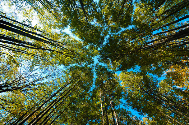 Vue en angle bas des arbres avec un soleil chaud dans la forêt. Ukraine, Parc national - Photo, image
