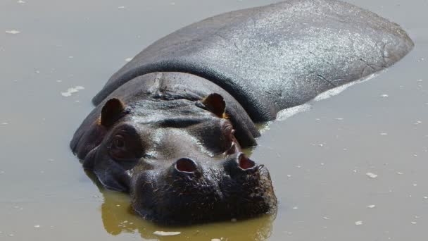 Mamífero animal hipopótamo está en el agua  - Metraje, vídeo