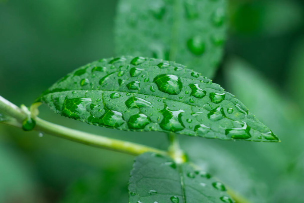 green leaf with dew drops - Fotoğraf, Görsel