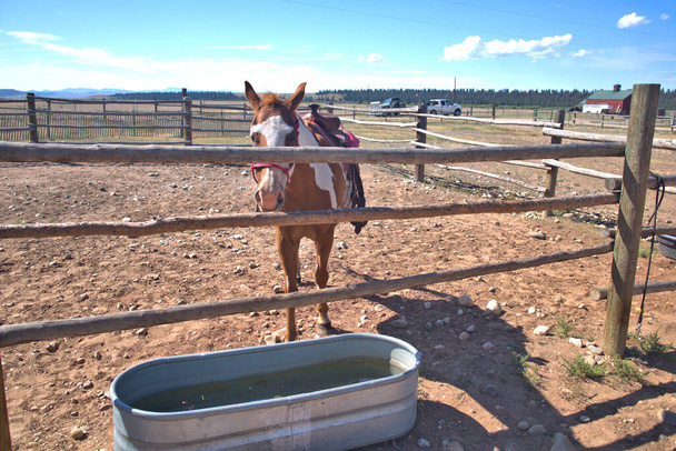 A lovas lovat felnyergelték, és készen áll a következő túrára a Colorado-i Sziklás-hegységben. - Fotó, kép
