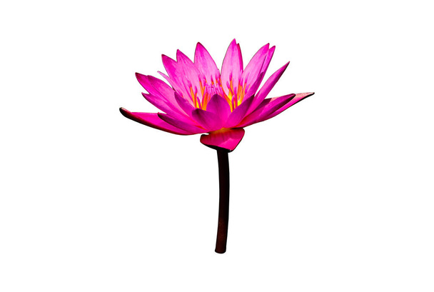 Vereinzelte rosa Seerosenblume oder Lotusblume mit Schnittpfaden - Foto, Bild