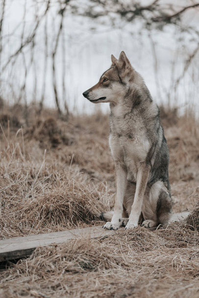 dog in the forest - Foto, Bild