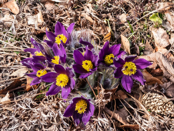 Closeup shot of beautiful group of purple spring flowers Pasqueflower (Pulsatilla x gayeri Simonk.) with yellow center surrounded with dry leaves appearing in a flower bed in early spring - 写真・画像
