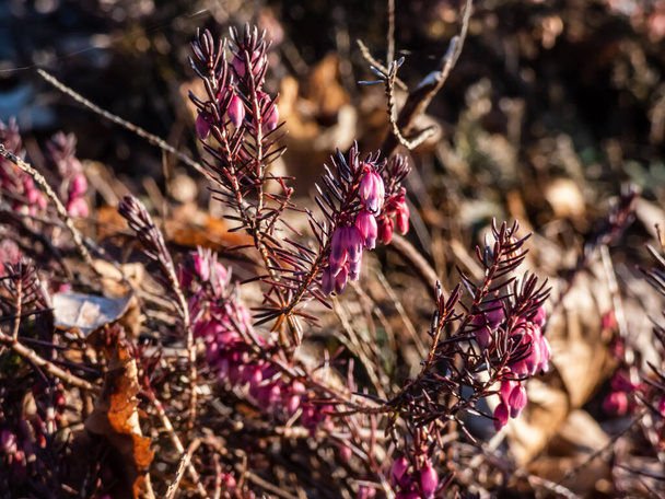 Close-up shot of spreading, low-growing, evergreen Winter heath (erica herbacea) 'Rosea' with racemes or panicles of small, bell-shaped or tubular pink flowers in early spring - Photo, Image