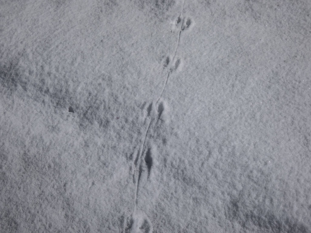 Ground covered with snow and footprints of a mouse or a common vole (microtus arvalis) in deep snow after snowfall in bright sunlight in winter - Photo, Image
