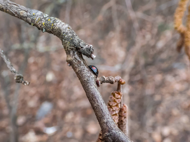 Çam böceği ya da çam böceği - Exochomus quadripustulatus - ilkbaharın başında bir fındık ağacının dalında yürüyor. Elytra siyah, iki kırmızı virgül şekilli ve iki küçük kırmızı yuvarlak noktalı. - Fotoğraf, Görsel