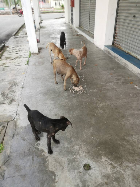 chiens errants dans la rue de la ville. - Photo, image