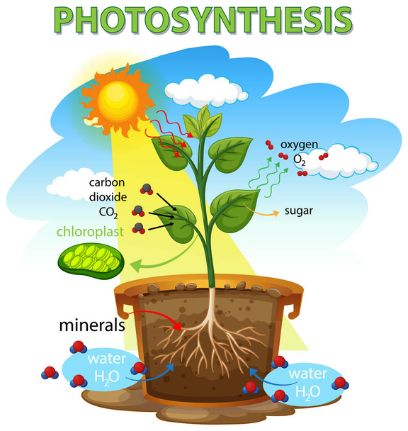 Photosynthesis diagram with plant and sunlight illustration - Vettoriali, immagini