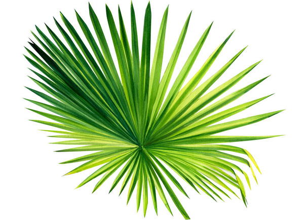 Akwarela tropikalny liść palmy izolowany na białym tle, kliparty dżungli - Zdjęcie, obraz