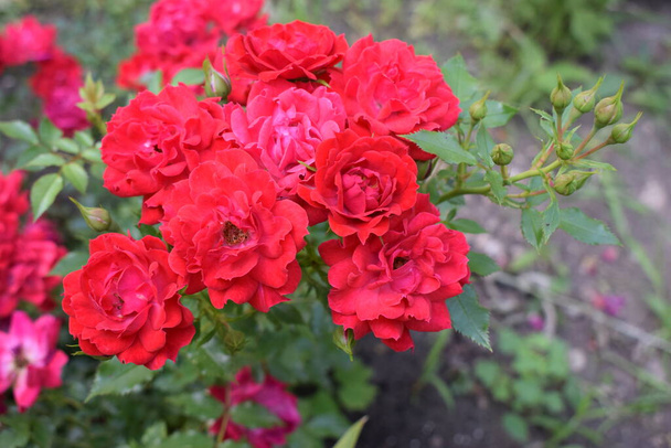 Wielka czerwona róża z bliska. Głęboki czerwony kolor. Duży piękny czerwony kwiat róży z pączkami. Delikatne płatki róż w tle makro. Nice duża czerwona róża z bokeh natura flora ogrodnictwo. - Zdjęcie, obraz
